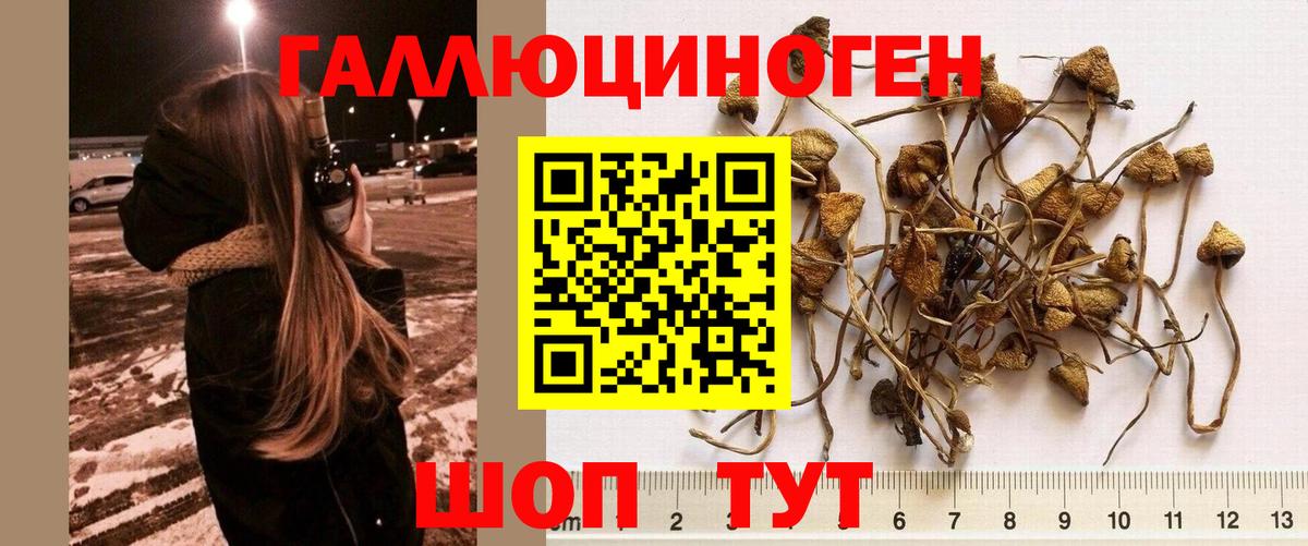 Псилоцибиновые грибы Cubensis Топки